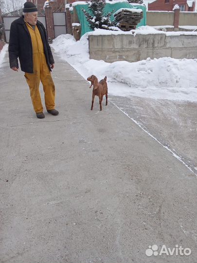 Козлик нубо/комори