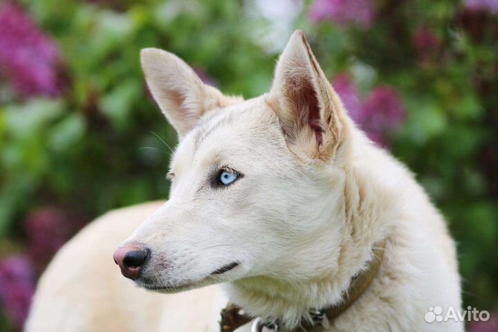 Красотка Перси, стерилизована