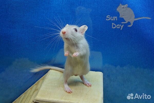 Монгольские песчанки из питомника