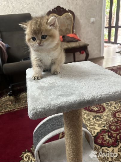 Британские котята