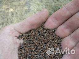 Семена фацелии оптом и в розницу