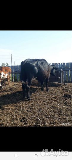Бык Корова
