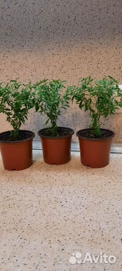 Миртовое дерево