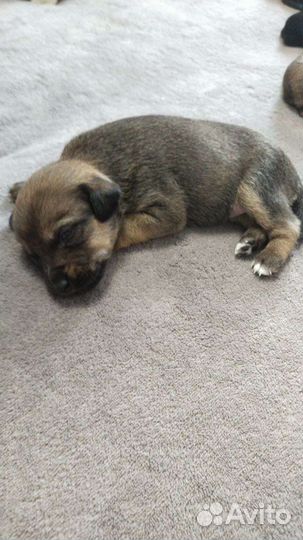 Щенки в добрые руки