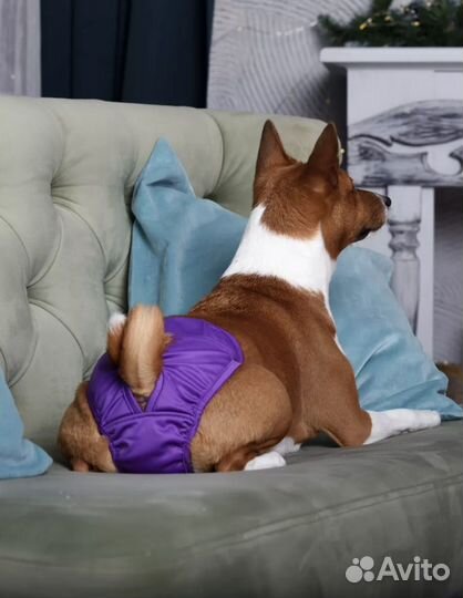 Трусы для собак при течке