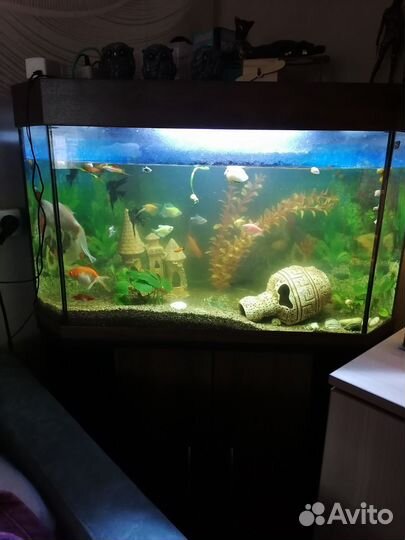 Аквариумные рыбки