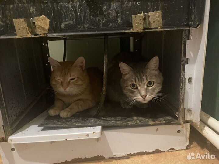 Серый кот, кастрированый ищет новый дом