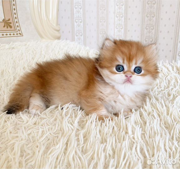 Длинношерстный мальчик ny11