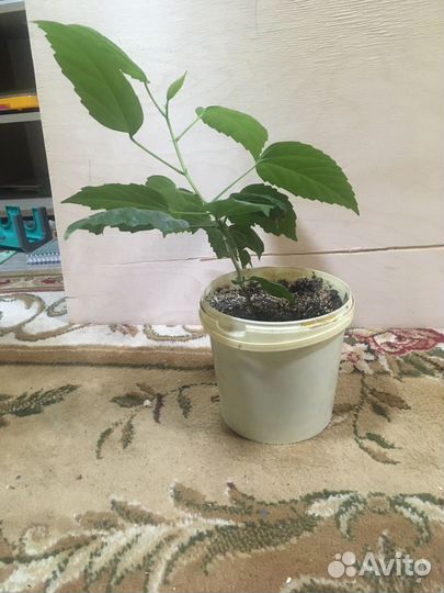 Комнатные цветы