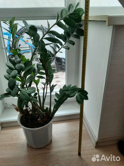 Замиокулькас