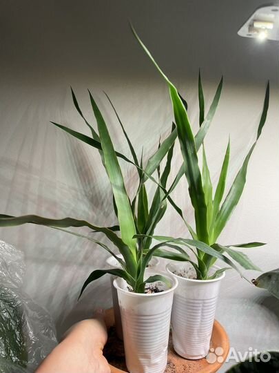 Растения Драконовое дерево (Dracaena draco)