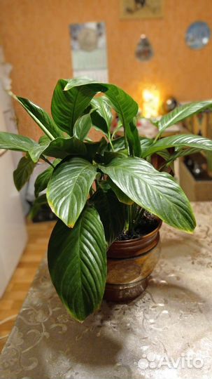 Замиокулькас