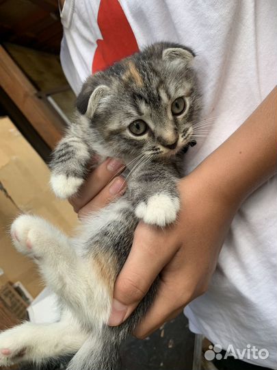 Котята в добрые руки бесплатно