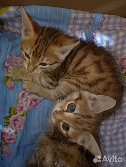 Кошки в добрые руки бесплатно