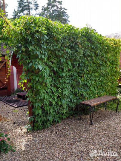 Саженцы девичьего винограда