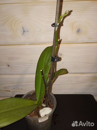 Орхидея фаленопсис биг лип