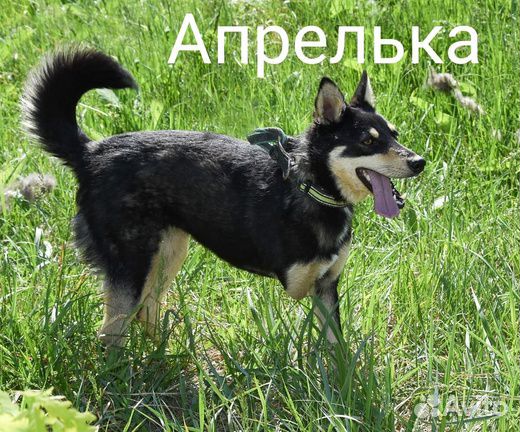 Апрелька - три лапки. 3 года. Стерилизована