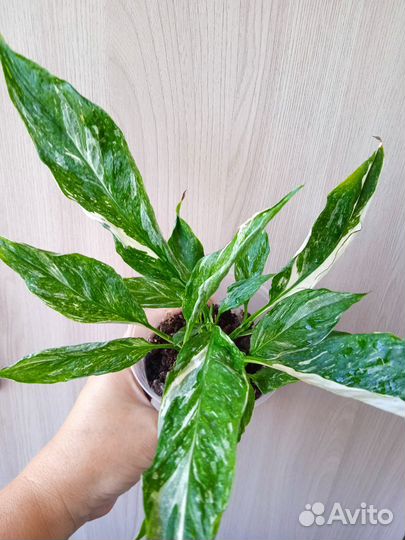 Спатифиллум Домино,фикус Тинеке