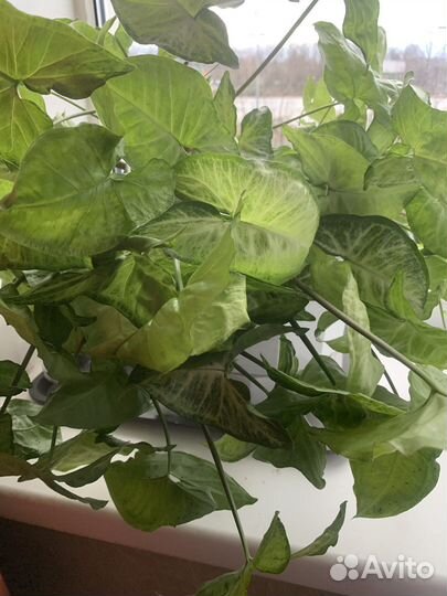 Сингониум растение саженец