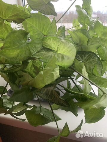 Сингониум растение саженец