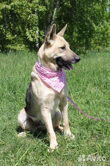 Собака из приюта