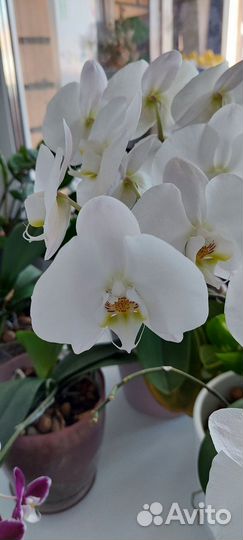 Королевская орхидея