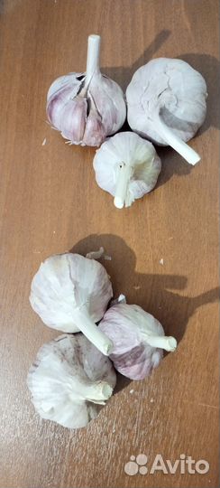 Семена чеснока любаша