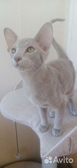 Ориентальные котята