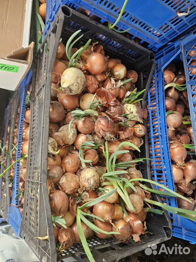 Лук на посадку