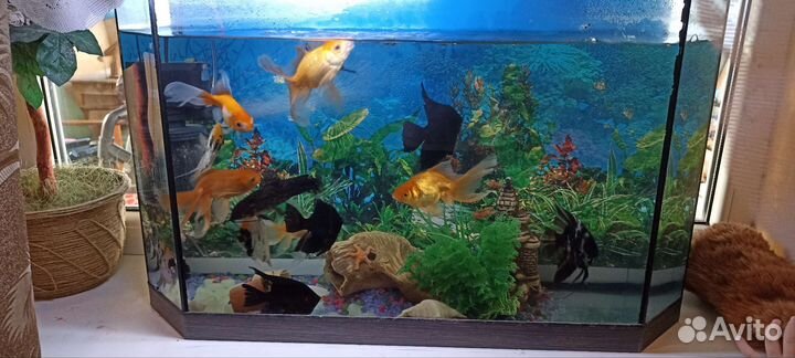 Аквариум с рыбками