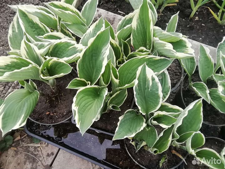 Саженцы хосты