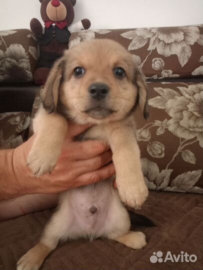 Собака в добрые руки отдам бесплатно