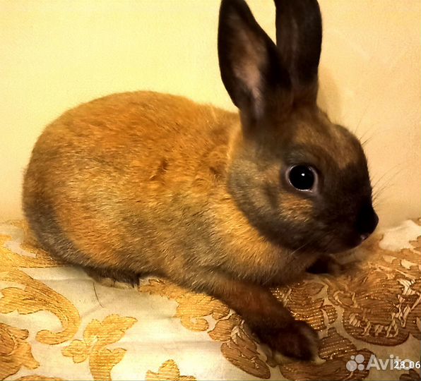 Декоративные кролики