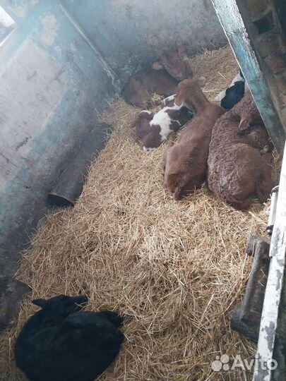 Телята бычки тёлочки