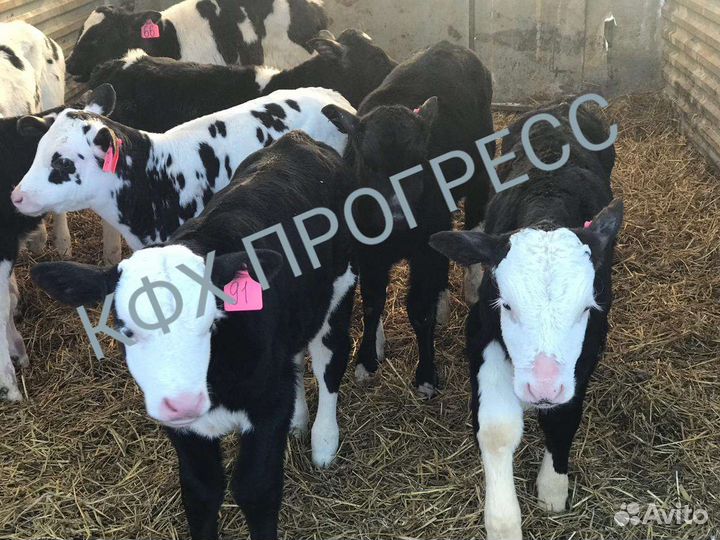 Бычки телята