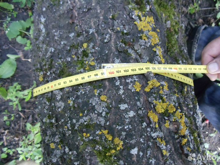 Ствол дерева