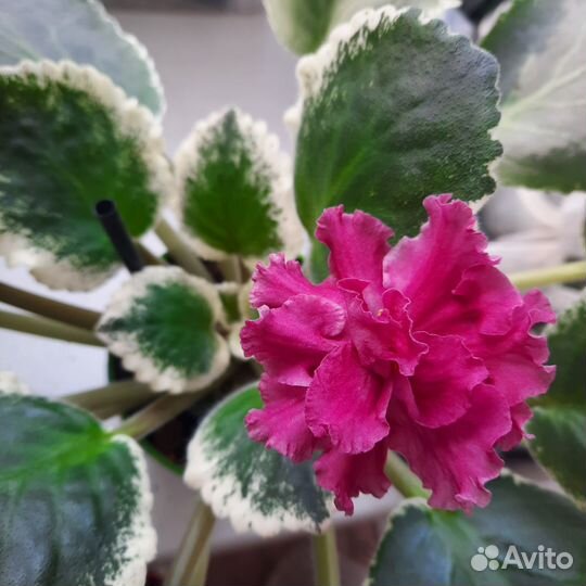 Сортовые фиалки