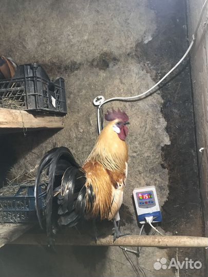 Молодой петушок