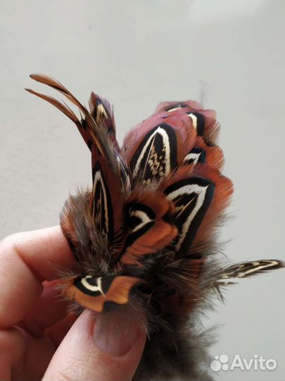 Перья фазана