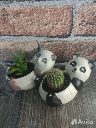 Кактус в кашпо ручной работы