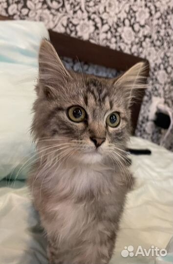 Котенок 2 месяца