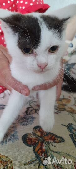 Отдам котят в добрые руки, обе девочки