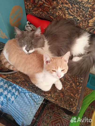 Коты в добрые руки