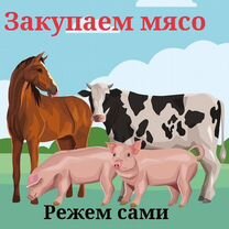 Закупка мяса и вынужденный забой