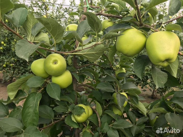 Яблоки оптом