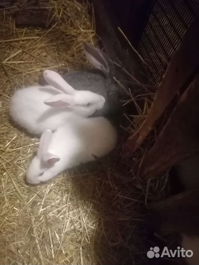 Крольчата