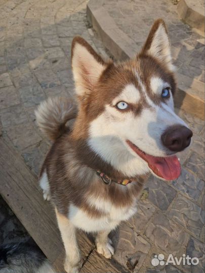 Сибирский хаски