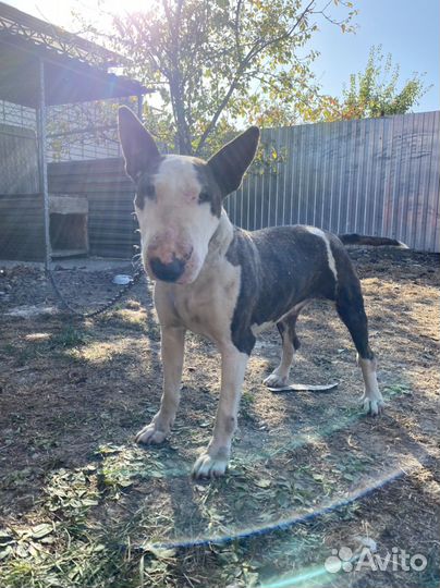 Бультерьер