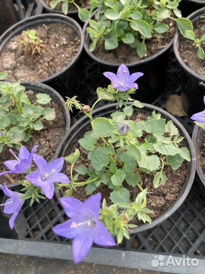 Кампанула жених и невеста