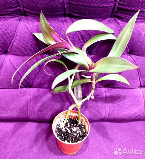 Традесканция рэо